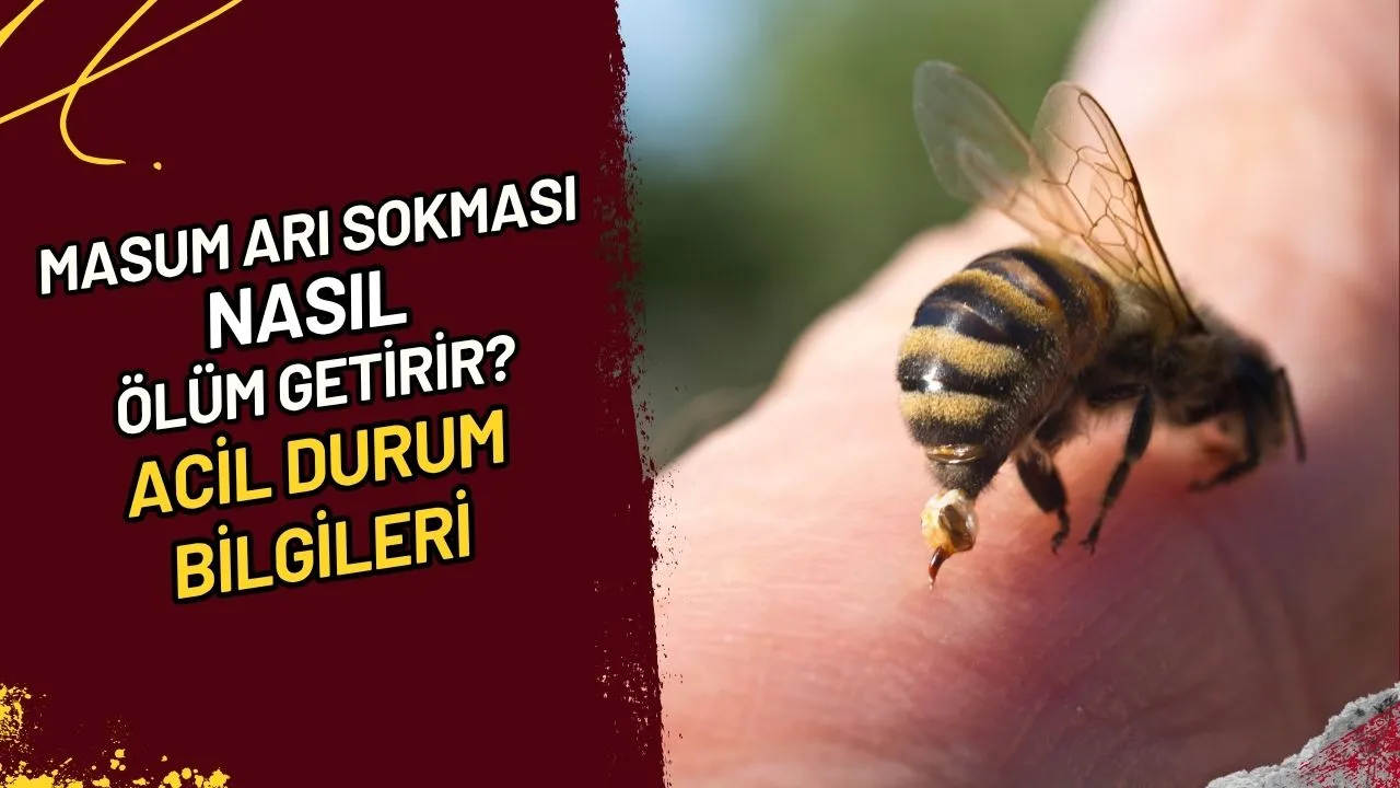 Masum Arı Sokması Nasıl Ölüm Getirir? Acil Durum Bilgileri