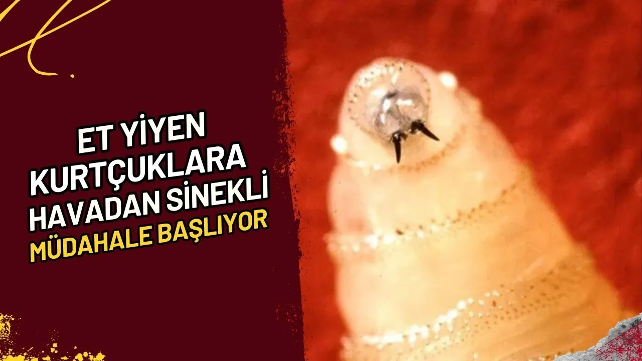 Et Yiyen Kurtçuklara Havadan Sinekli Müdahale Başlıyor