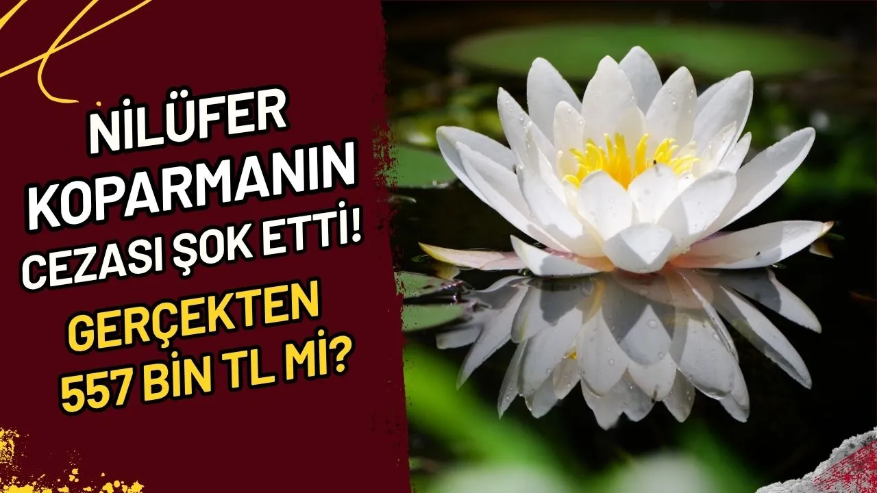 Nilüfer Koparmanın Cezası Şok Etti! Gerçekten 557 Bin TL mi?