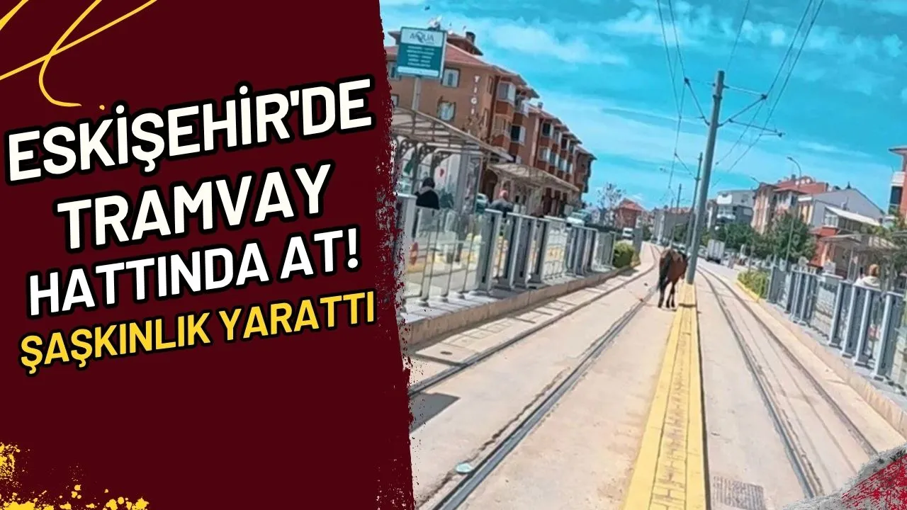 Eskişehir'de Tramvay Hattında At! Şaşkınlık Yarattı