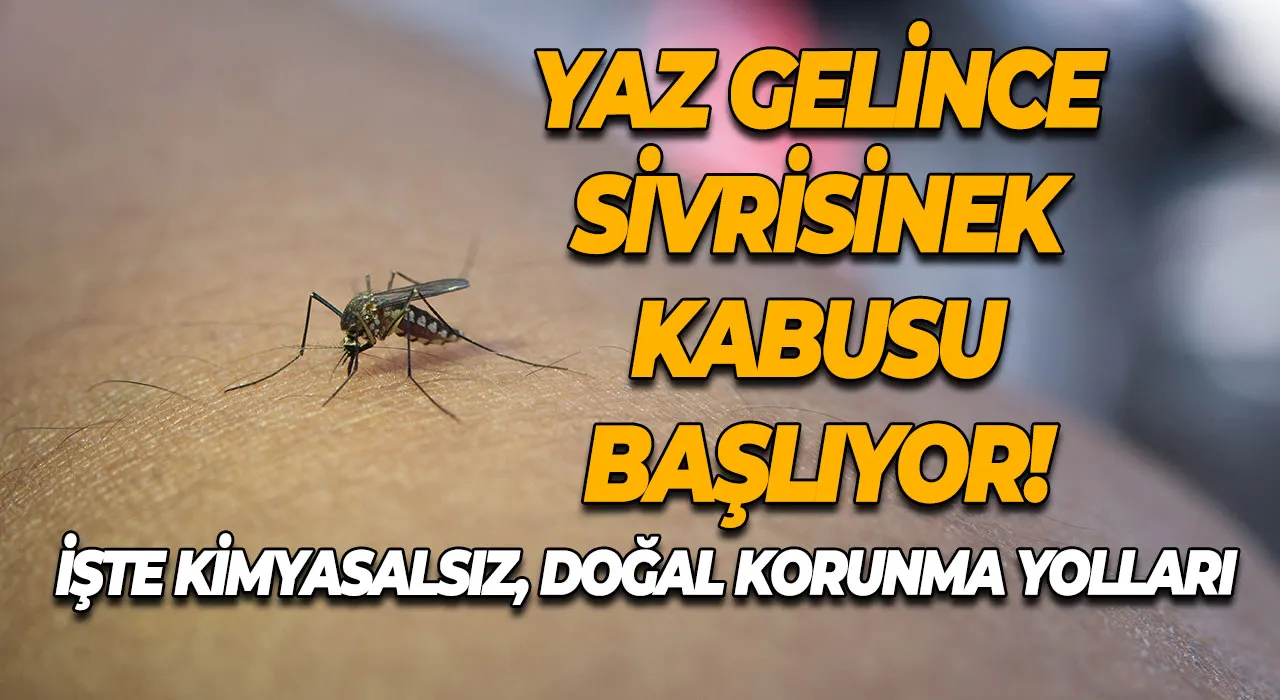 Yaz Gelince Sivrisinek Kabusu Başlıyor! İşte Kimyasalsız, Doğal Korunma Yolları