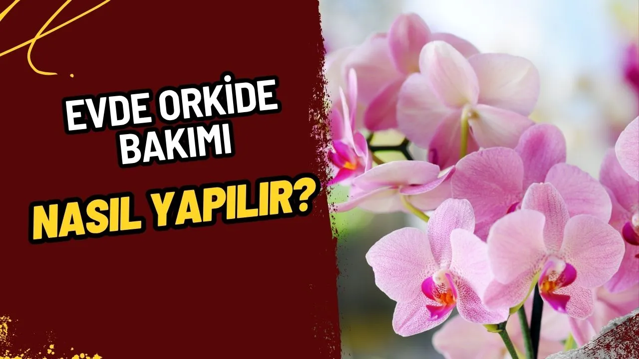 Orkide Bakımı Nasıl Yapılır? Evde Orkide Çiçeği Bakımı ve Çoğaltma Sırları!