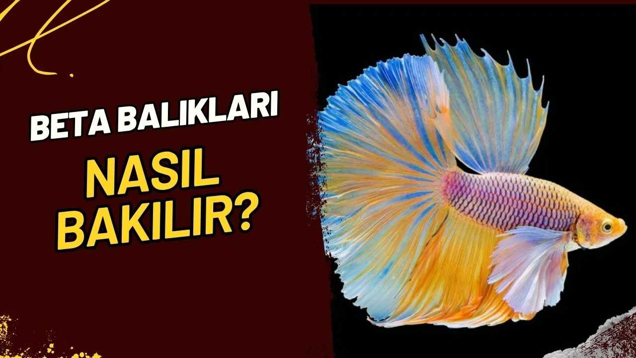 Beta Balığı Bakımı: Agresif Güzellikleriyle Uyumlu Bir Yaşam Mümkün Mü?