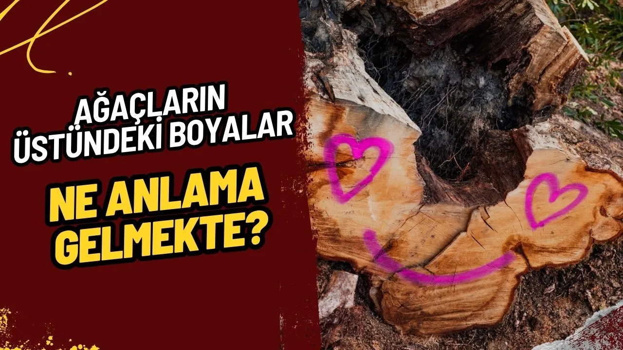 Ağaç Üzerindeki Boyalar Ne Anlama Geliyor? Meğer Bilmediğimiz Çok Önemli Sebepleri Varmış!