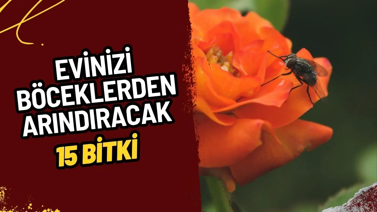 Yaz Kabusu Sivrisineklere Doğal Çözüm: Evinizi Böceklerden Arındıracak 15 Bitki!
