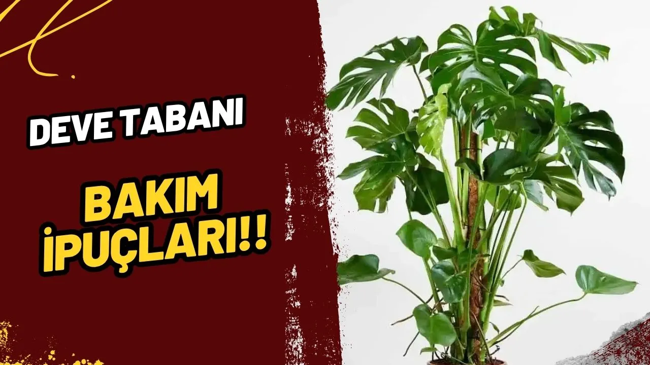 Deve Tabanı (Monstera deliciosa) Bakımı: Salonunuzda Tropikal Bir Esinti!