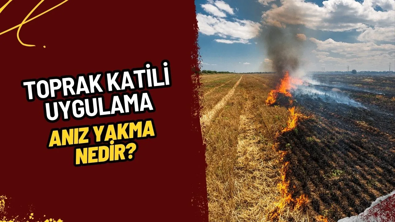 Anız Yakma Nedir? Toprak Katili Bu Uygulamanın Korkunç Zararları