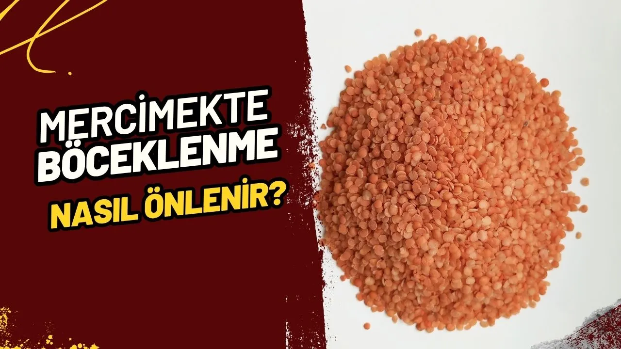 Mercimekte Böceklenme Nasıl Engellenir? Taptaze Bakliyat İçin Pratik Çözümler!