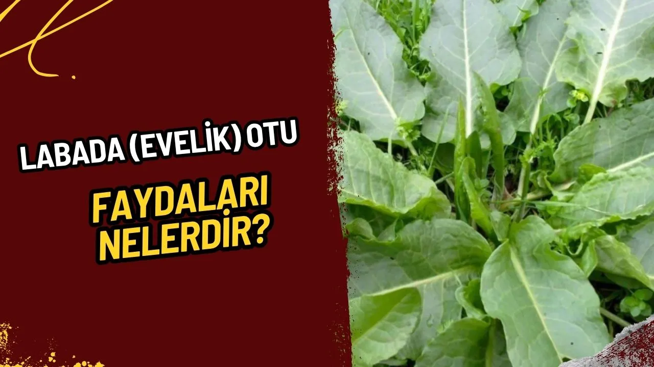 Labada (Evelik) Otu Nedir? Faydaları, Kullanımı ve Bilinmesi Gerekenler