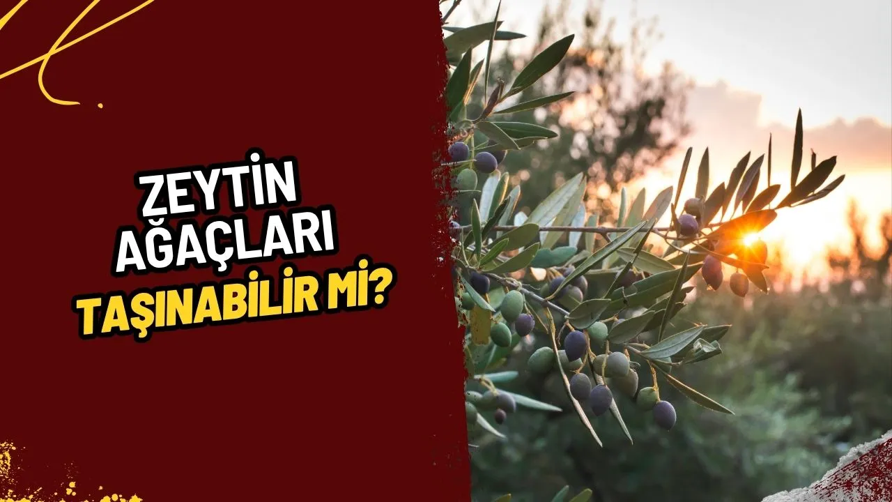 Zeytin Ağaçları Taşınabilir mi? Asırlık Ağaçları Kurtarmanın Yolları ve Bilinmesi Gerekenler