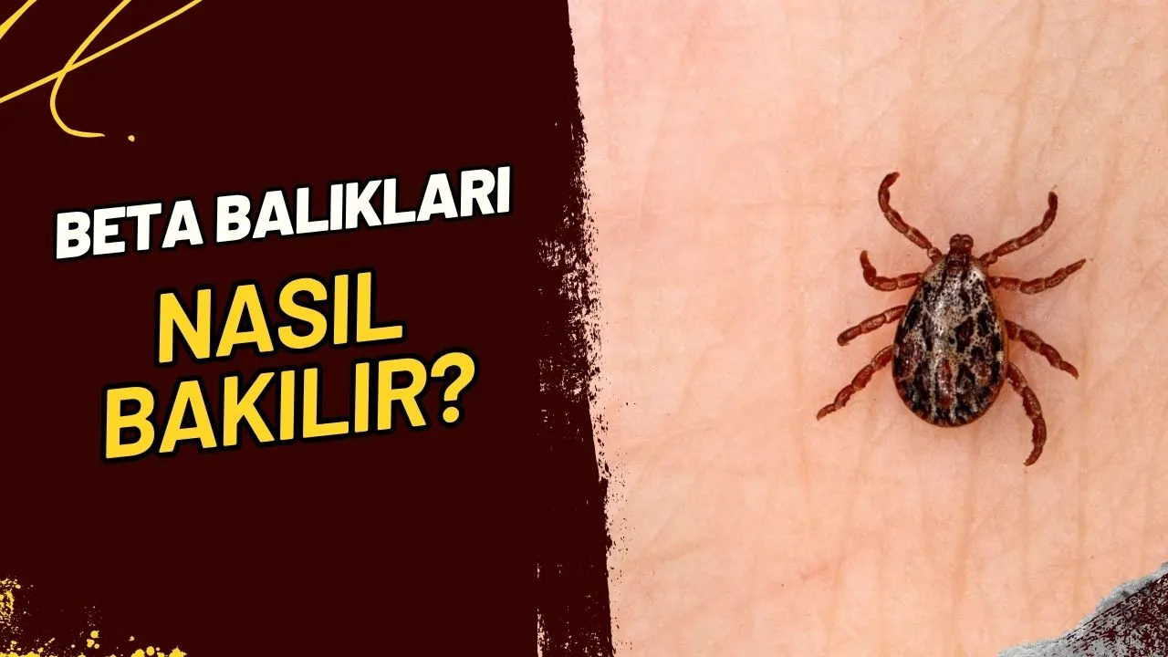 Kene Isırığı Nasıl Anlaşılır ve Kene Isırırsa Ne Yapmalı? Hayati Bilgiler!