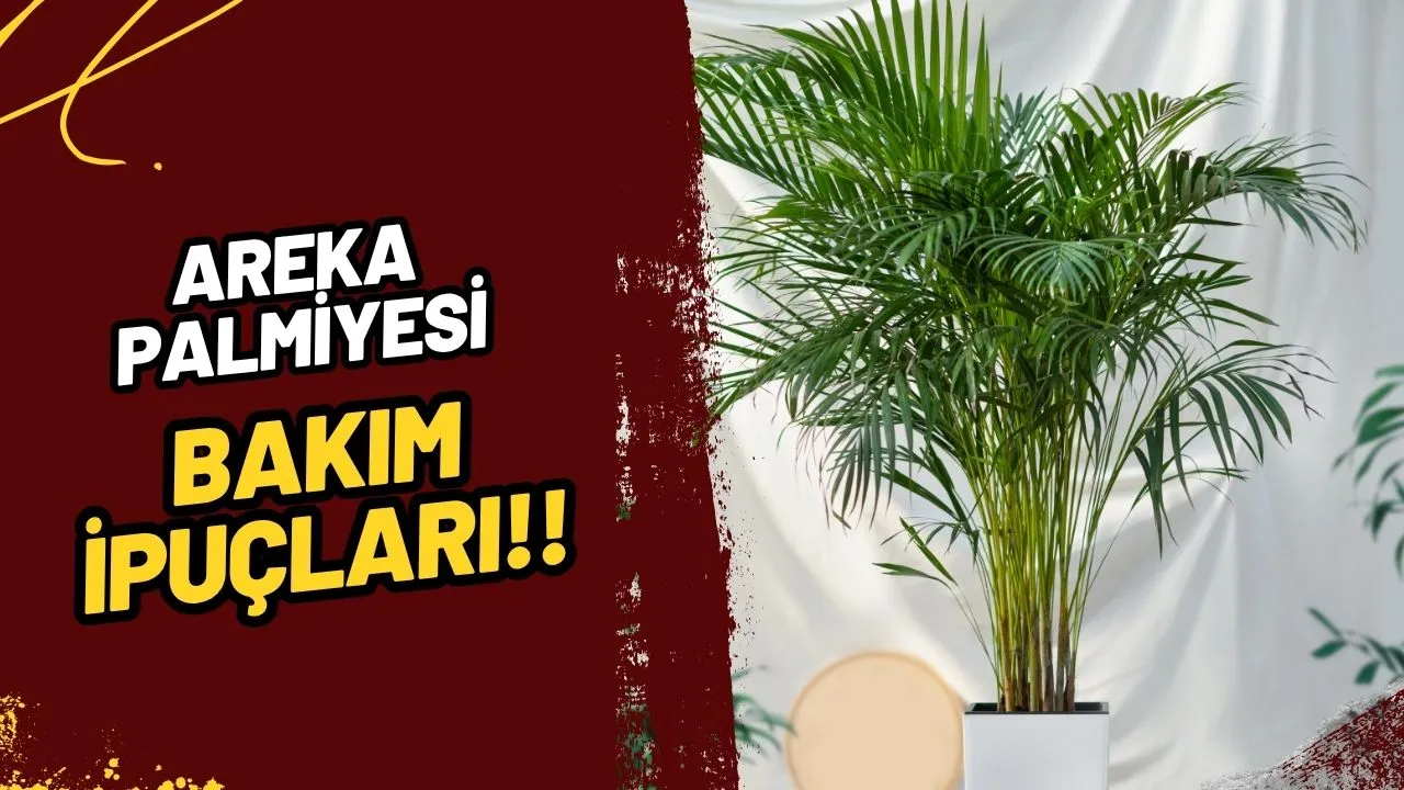 Areka Palmiyesi Bakımı: Salonunuzda Tropikal Bir Cennet Yaratın!