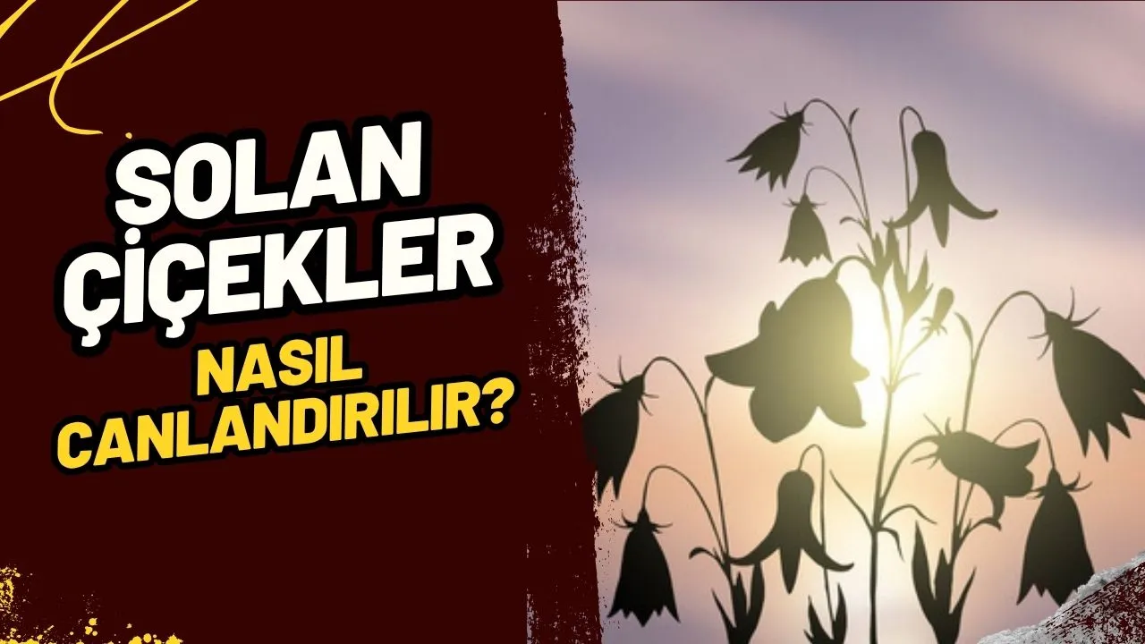 Solan Çiçeklerinize Anında Canlılık Katın: Ölmüş Çiçekleri Hayata Döndüren Etkili Yöntemler!