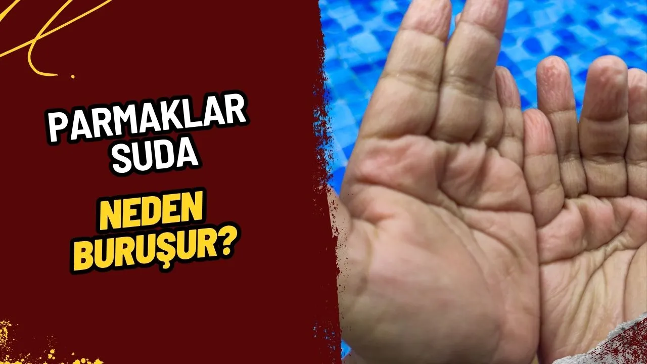 Parmaklar Suda Neden Buruşur? Bilimsel Açıklaması ve Vücudumuzdaki Gizemli Refleks!