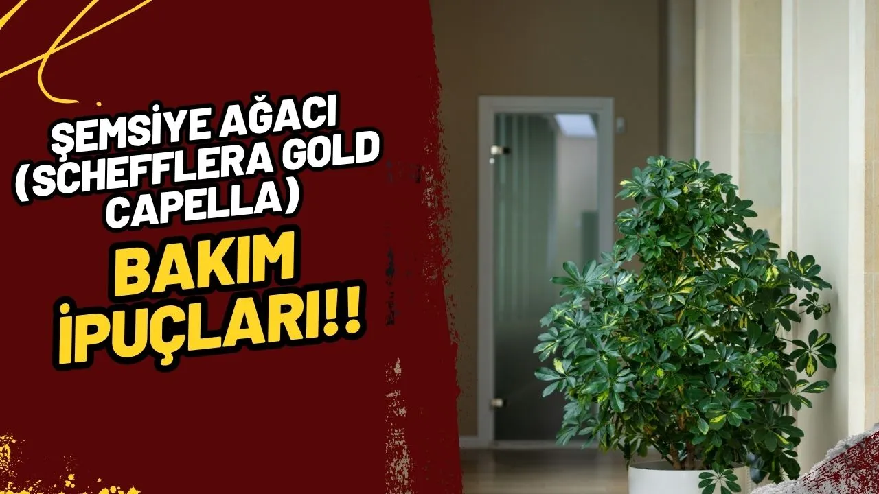 Şemsiye Ağacı (Schefflera gold capella) Bakımı: Evinize Hızlı Büyüyen Tropik Bir Dokunuş!